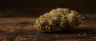 Critical Kush indica cannabis buds close up