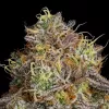 Close-up of frosty cannabis bud with vibrant colors, detailing trichomes and pistils.