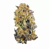Vibrant cannabis bud close-up highlighting trichomes, pistils, and rich coloration against white.