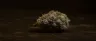 Zombie OG cannabis buds close-up
