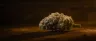 Anonymous OG cannabis strain dense resinous buds