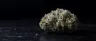 MK Ultra weed strain dense indica buds