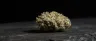 Alien Dutchess weed strain dense frosted buds