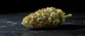 Green Goblin cannabis strain close-up buds