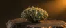 Alf weed strain dense green buds