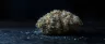 Alien Stardawg cannabis buds with trichome coverage