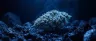 Alien Technology cannabis strain dense trichome buds