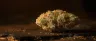 Alien Inferno weed strain dense trichome-covered flower