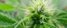 Cannabis phenotype showing purple hues and dense bud structure