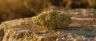 Triangle Kush cannabis strain dense resinous bud