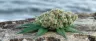 Aberdeen weed strain buds