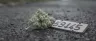 BC Roadkill weed strain dense buds