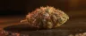 Pink Kush cannabis buds close-up