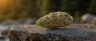 Athabasca weed strain dense resinous indica flower