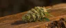 B4 weed strain flower close up