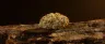 831 OG weed strain dense buds