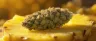 Pineapple Kush cannabis buds close up