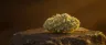 Anubis weed strain dense frosted buds
