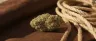 Afghani Bullrider weed strain flower close-up