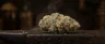 9 Pound Hammer weed strain dense frosty buds