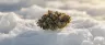 Arctic Sun weed strain frosty green bud