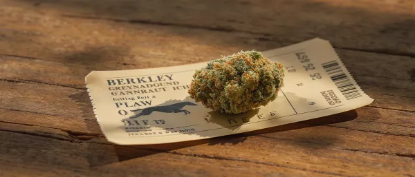 Berkeley weed strain dense resinous buds