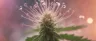 Close-up of cannabis anther releasing pollen