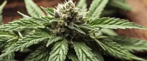Cannabis