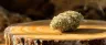 Panama Chunk weed strain buds close-up