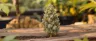 BC Big Bud weed strain dense indica colas