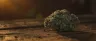 Afghan Sour Kush cannabis buds close-up