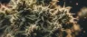 Close-up of dank cannabis bud covered in trichomes