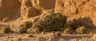 Ancient Kush dense resinous cannabis buds
