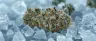 Arcticblue cannabis buds with purple and blue hues