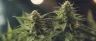 cannabis cross breeding two parent plants