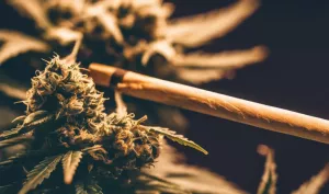 Blunt