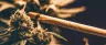 Ground cannabis flower inside an open tobacco cigar wrapper ready to be rolled into a blunt