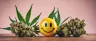 recreational cannabis flower and products on display