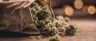 Reggie low-grade cannabis flower buds