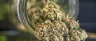 QP cannabis quarter pound weight measurement scale
