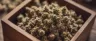 Dense cannabis nugs used for nug run extraction