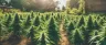 Outdoor cannabis plants growing under natural sunlight