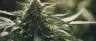 Dense sinsemilla cannabis bud covered in trichomes