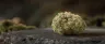 Alien Reunion weed strain dense trichome-covered buds