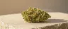 Alice In Wonderland weed strain sativa buds close up
