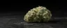 Albert Walker weed strain flower close-up