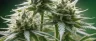 Close-up of orange and white pistils on a cannabis bud