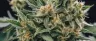 Hybrid cannabis flower buds close up