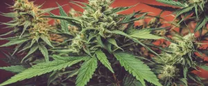 CBLA (cannabicyclolic acid)