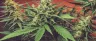 CBLA cannabicyclolic acid molecular structure in cannabis